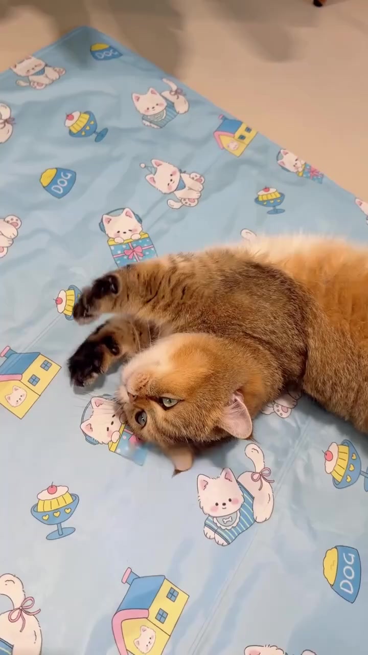 Kucing bulu oren terbaring mengiring atas cooling mat biru bercorak