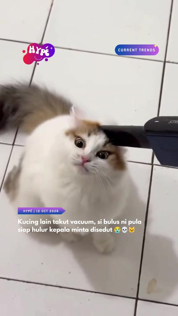 Bulu kucing merata di apartment KL: roller, berus penanggal bulu sampai vacuum, mana yang berbaloi?