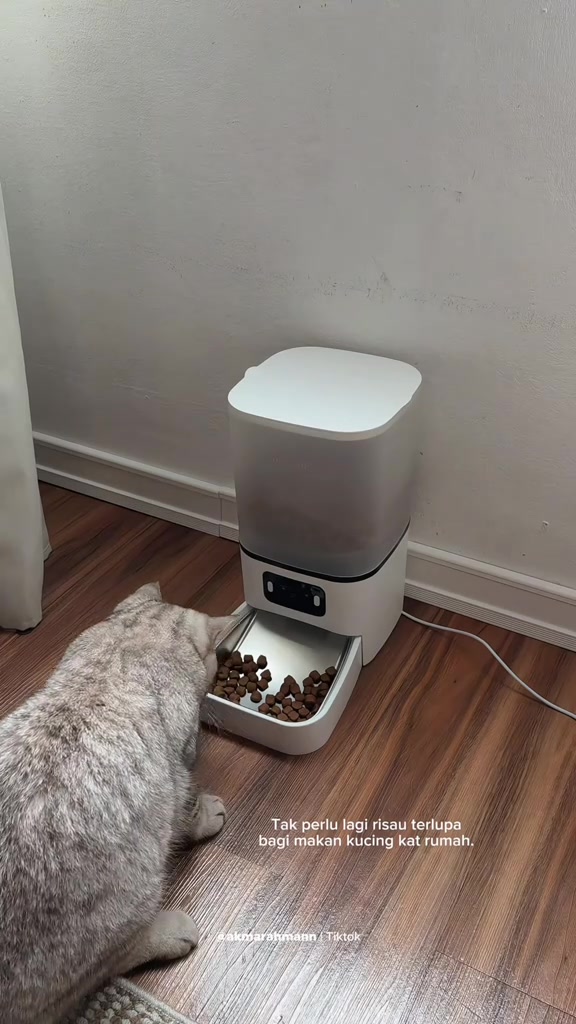Kucing bulu kelabu makan kibbles dari dulang auto feeder di penjuru bilik berlantai kayu