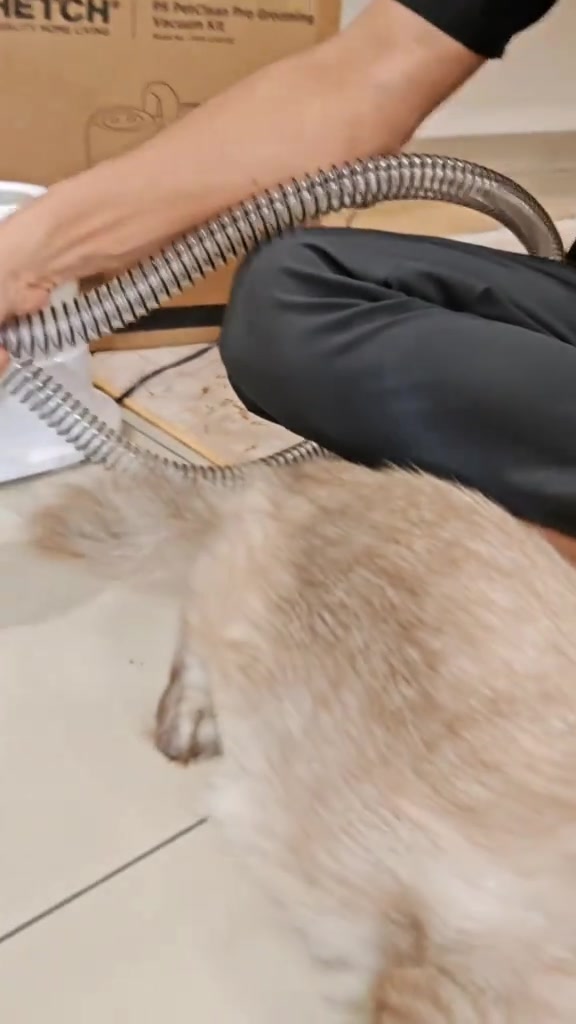 Hos grooming vacuum berada di atas belakang kucing berwarna krim sambil bulu lepas terangkat