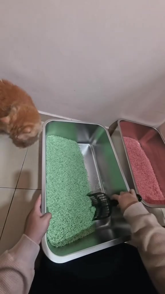 Tangan mencedok pasir kucing hijau dalam tandas kucing stainless, seekor kucing oren menjenguk di tepi