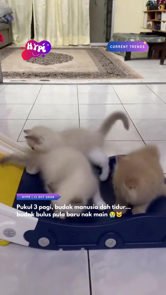 Tiga ekor anak kucing bermain bertindih di atas gelongsor plastik dalam ruang tamu pada waktu malam