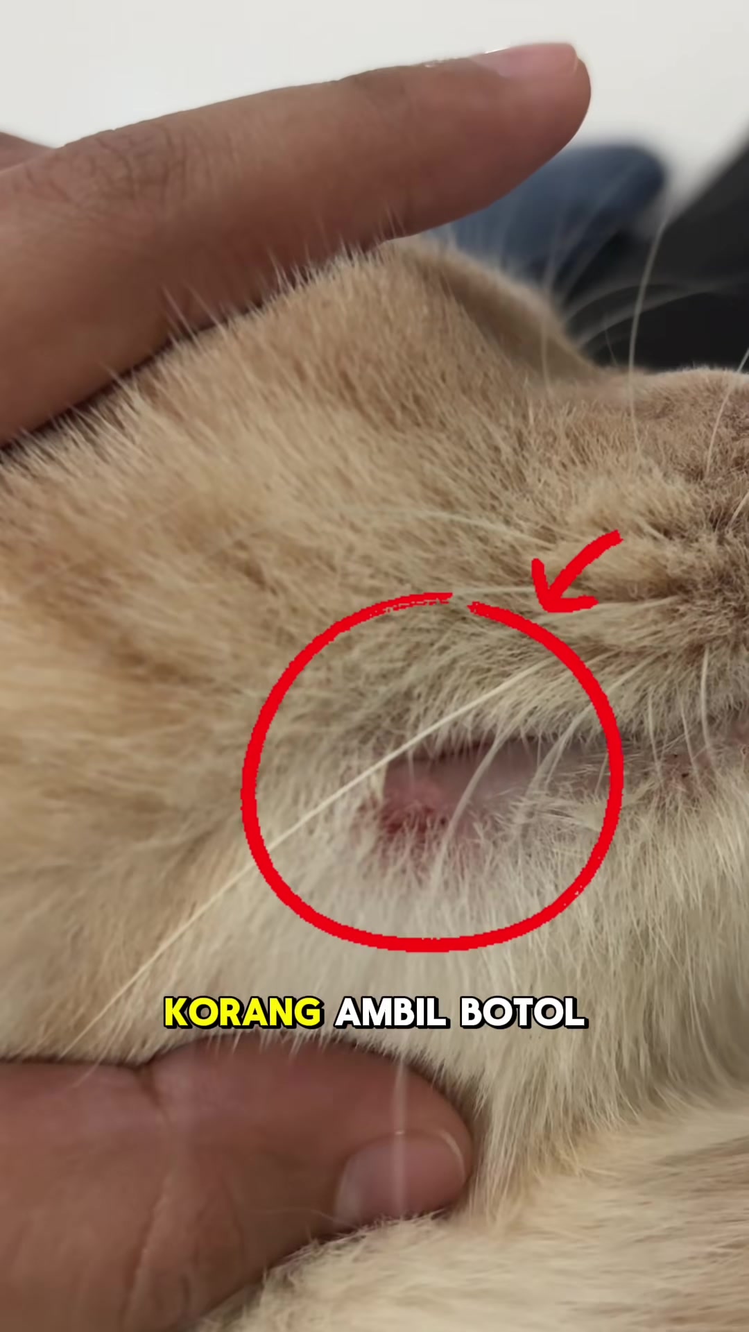 Bulu tepi mulut kucing disibak dengan jari, bulatan merah menanda ulser kecil pada bibir dalam