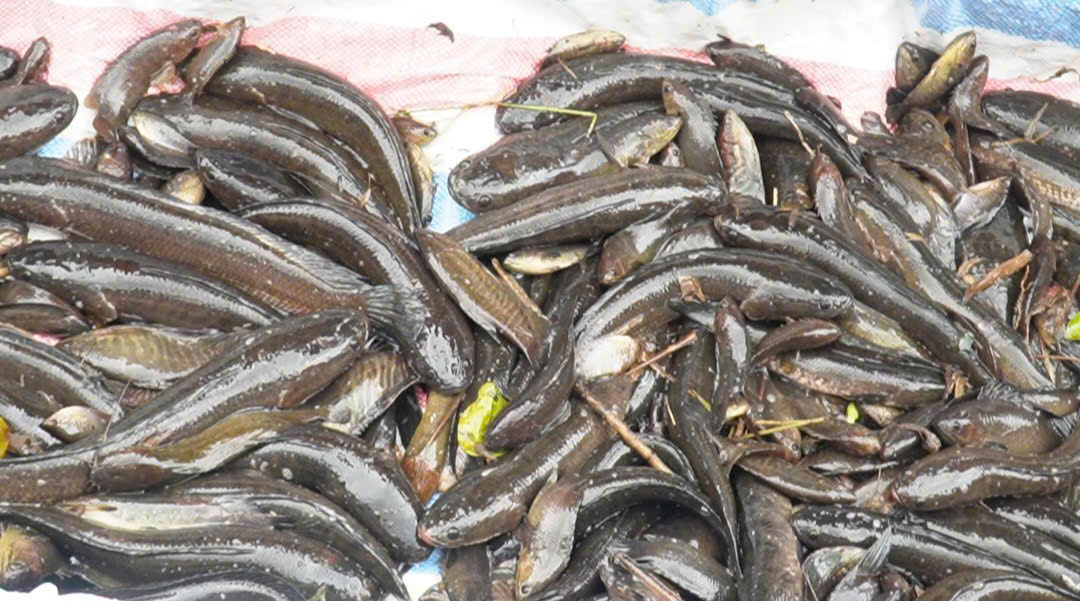 Quan trắc đa dạng sinh học: từ vùng đất ngập nước đến quyết sách bảo tồn