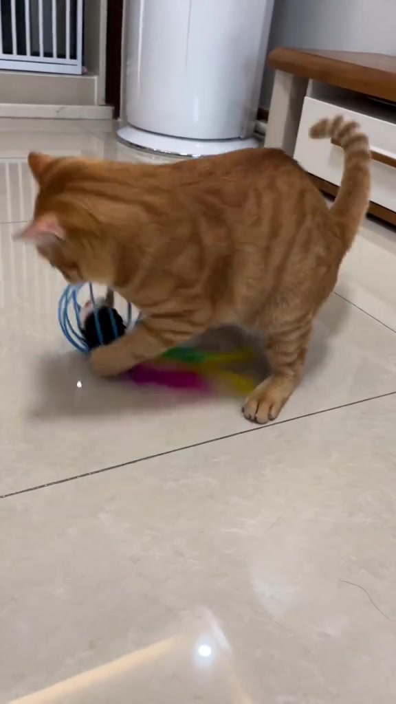 Kucing oren menepak-nepak mainan bola berkerangka biru dengan bulu berwarna-warni di lantai jubin