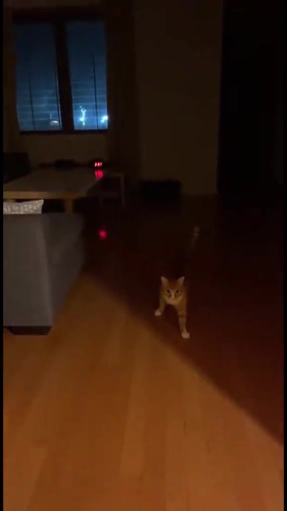 Kucing zoomies pukul 3 pagi: kenapa jadi dan apa yang saya buat supaya apartment KL tak jadi playground waktu malam