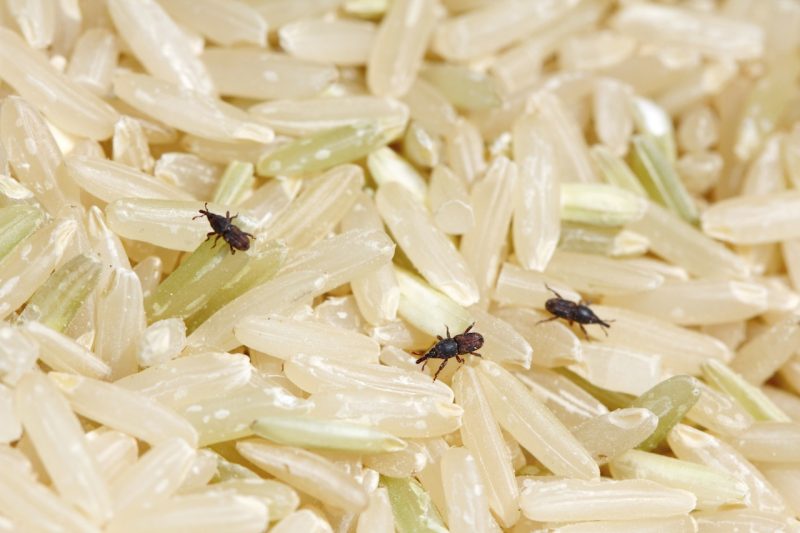 Cara Simpan Bawang dan Sayuran Supaya Tahan Lama di Dapur