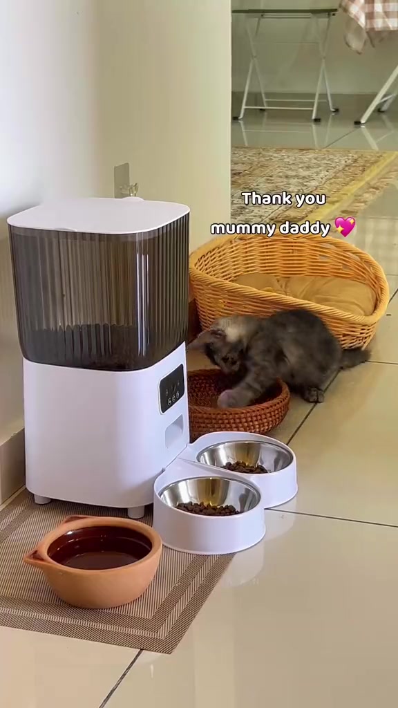 Auto feeder kucing vs cat sitter vs cat hotel: saya kira kos untuk dua kucing di apartment KL