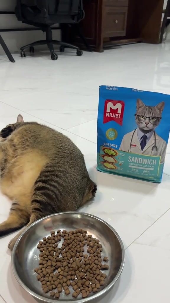 Kucing belang berbaring sebelah mangkuk logam lebar dan cetek berisi kibbles