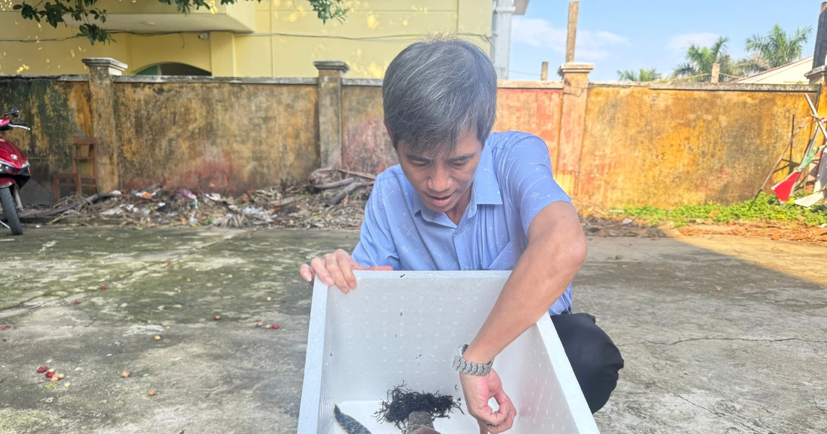 Rùa xanh thoát lưới ma ở Lý Sơn: Hồi chuông báo động