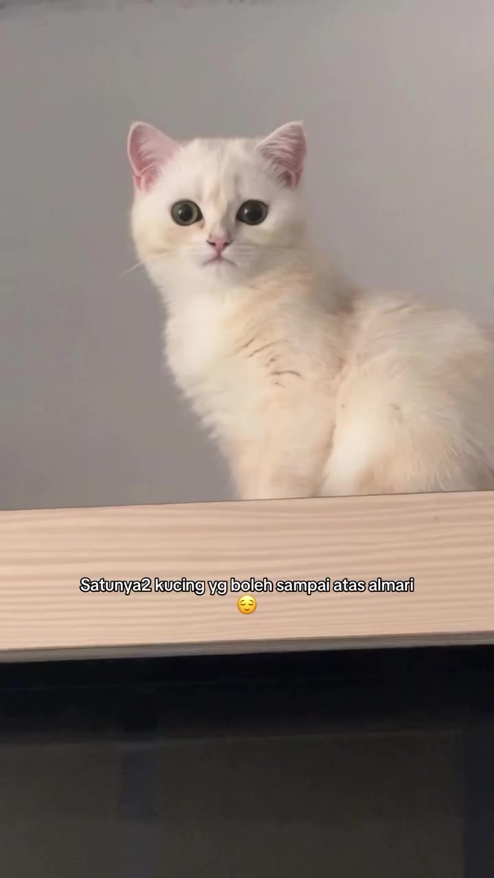 Kucing putih krim berdiri di tepi atas almari, memandang ke bawah dari ketinggian