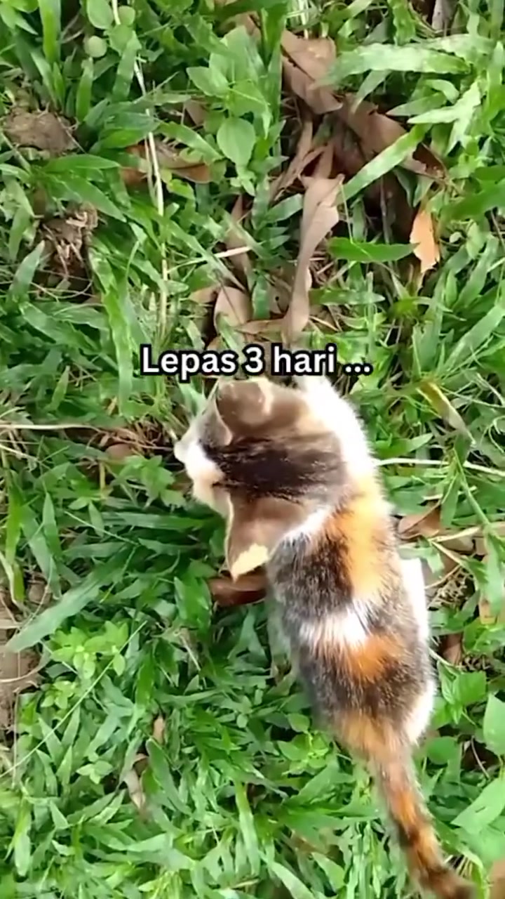 Kucing tompok tiga warna berjalan atas rumput, cergas semula tiga hari selepas dibawa jumpa veterinar