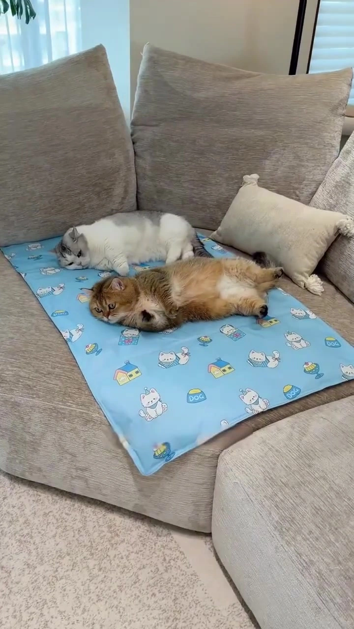 Cooling mat dan cooling bed kucing: uji dengan dua kucing dalam apartment KL panas, plus harga RM