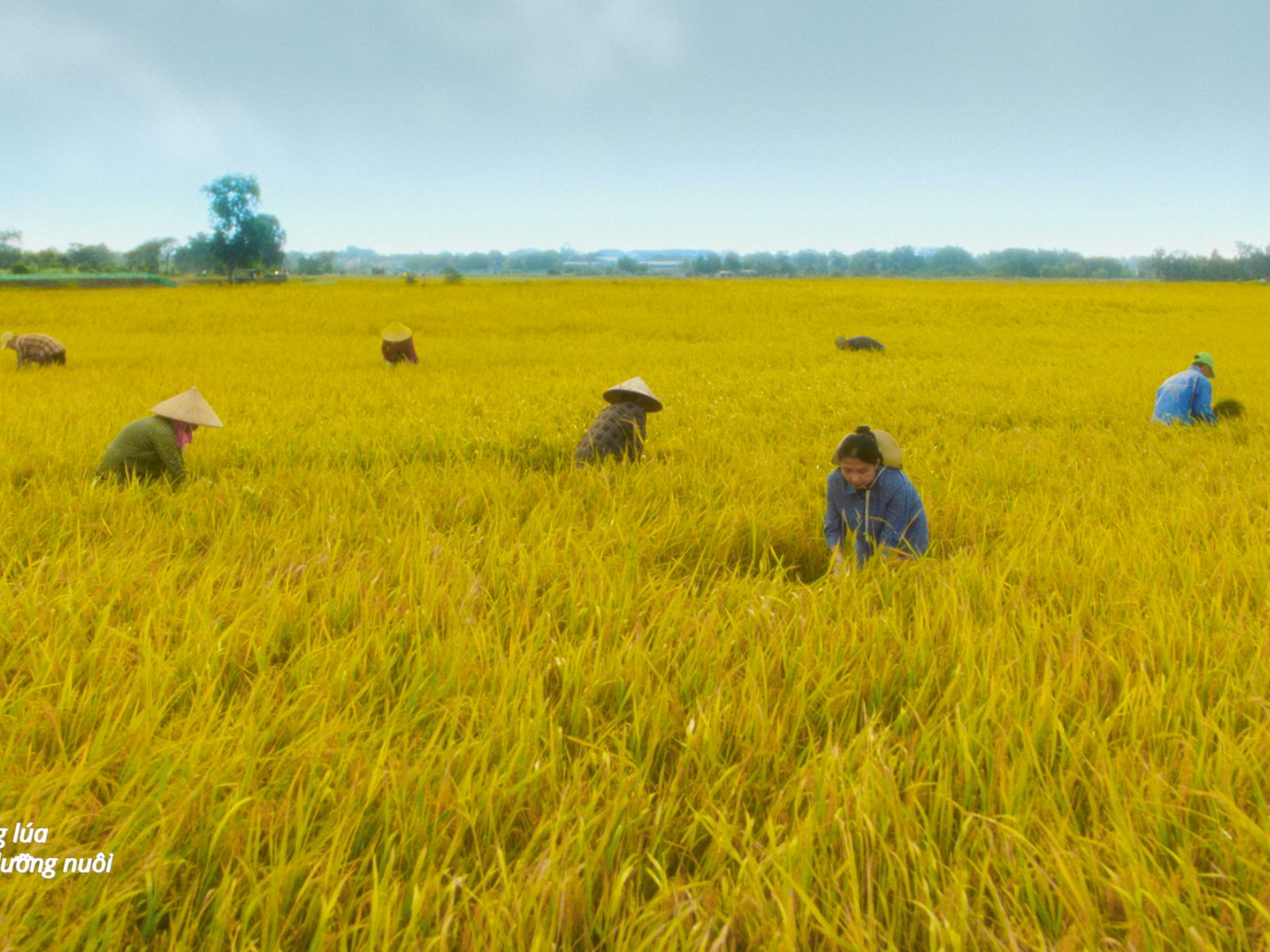Phương Mỹ Chi kể chuyện tự hào dân tộc qua MV “Gạo Của Ta”