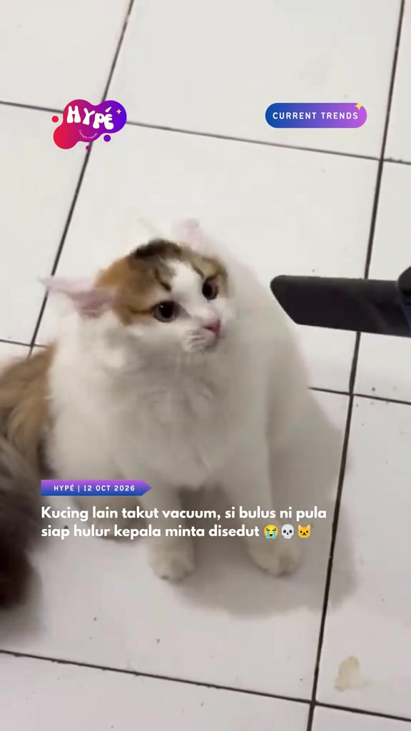 Kucing bulu panjang putih dan kuning air duduk tenang sambil muncung vacuum dihala ke arah kepala dia