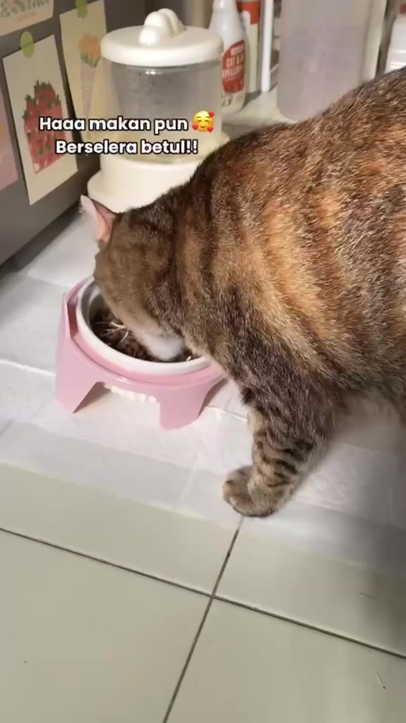 Kucing belang makan kibbles dari mangkuk putih atas para merah jambu