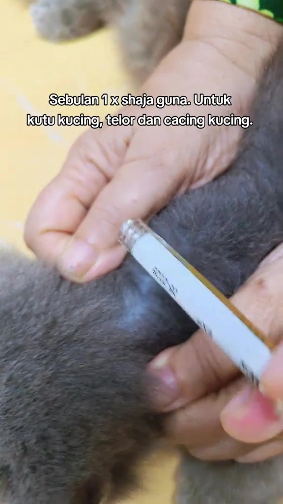 Ubat kutu kucing untuk dua majikan di apartment: jenis, harga RM, dan cara saya titis spot-on