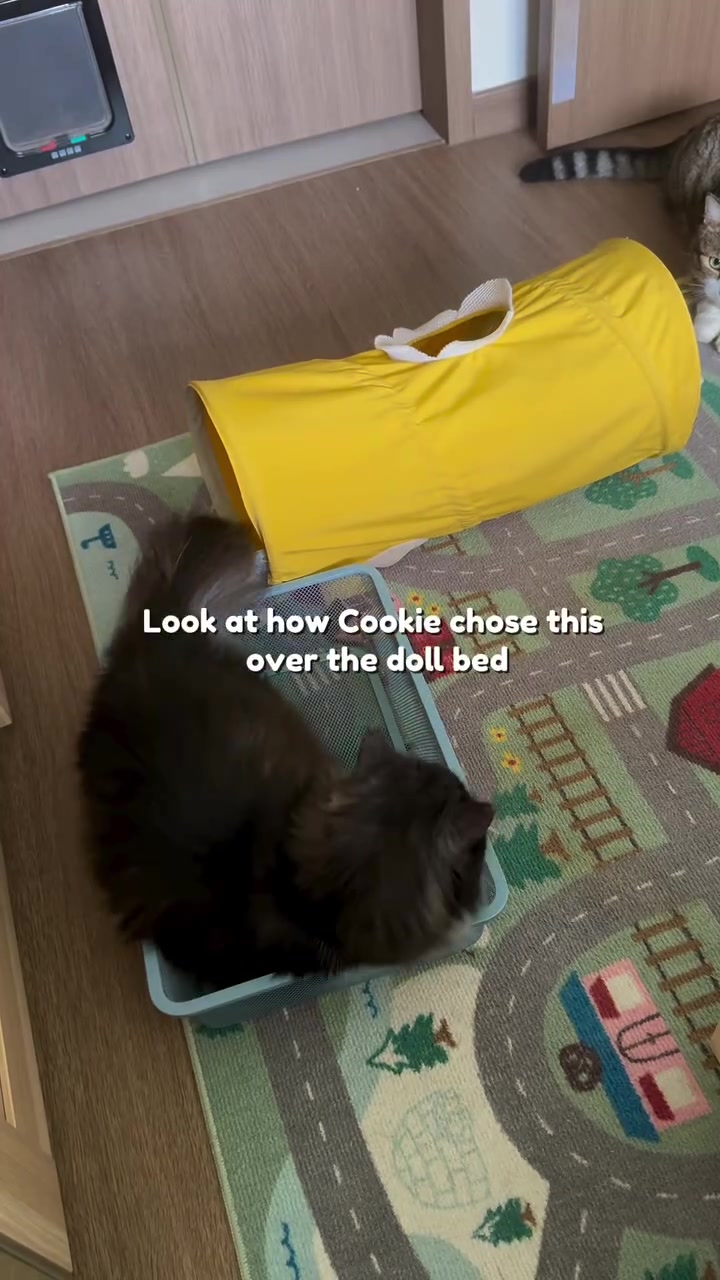 Kucing bulu gelap duduk dalam tray jaring biru muda di sebelah terowong mainan kuning