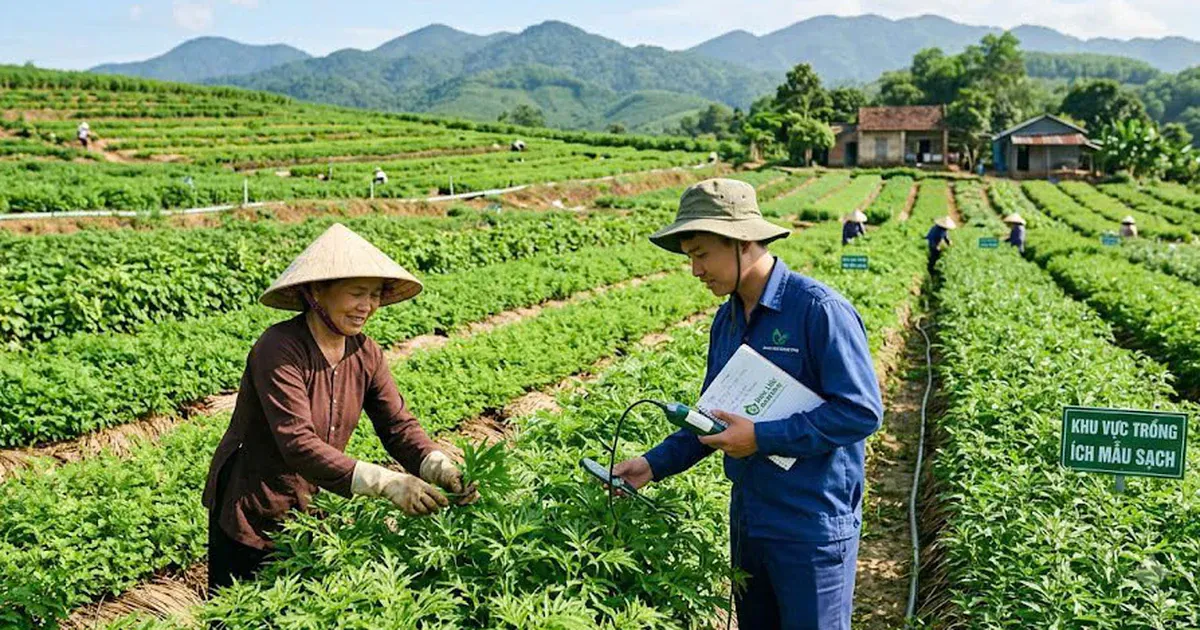 Chiến lược phát triển y học cổ truyền: khoa học gặp truyền thống