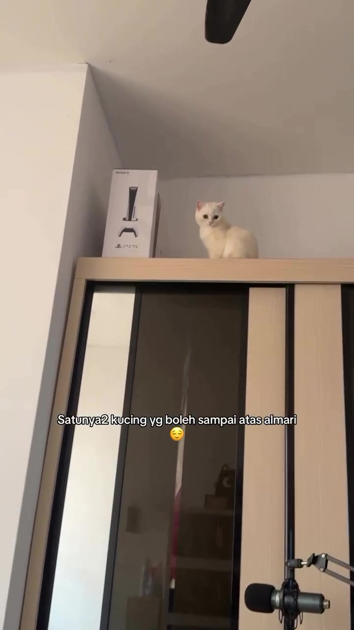 Kucing panjat almari sampai atas: cara saya susun ruang menegak untuk dua kucing dalam apartment KL