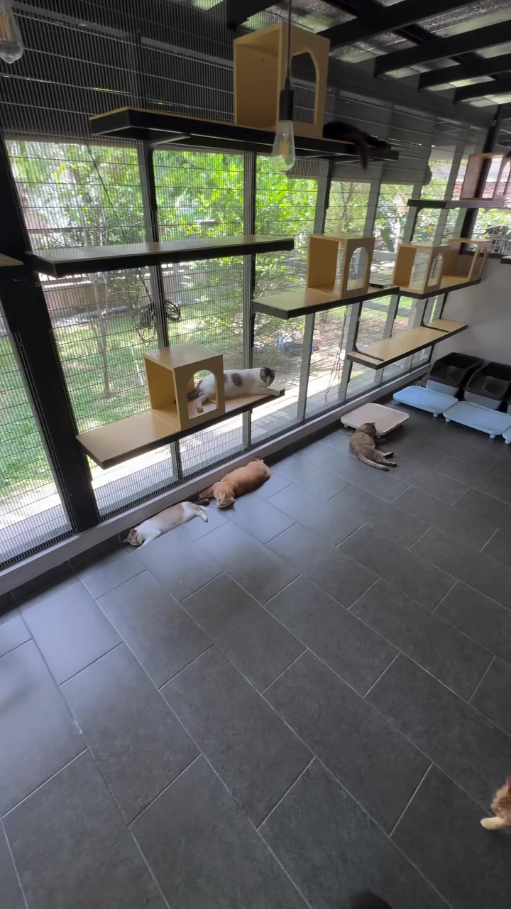 Deretan rak dinding kayu dengan kotak kucing di sebelah tingkap berjaring, beberapa kucing berbaring atas rak dan di lantai
