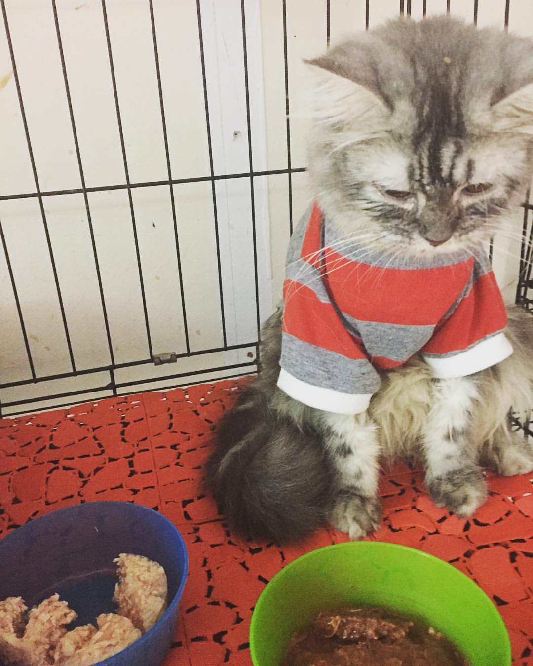 Kucing berbulu panjang berbaju belang merah duduk murung antara dua mangkuk makanan yang tidak disentuh