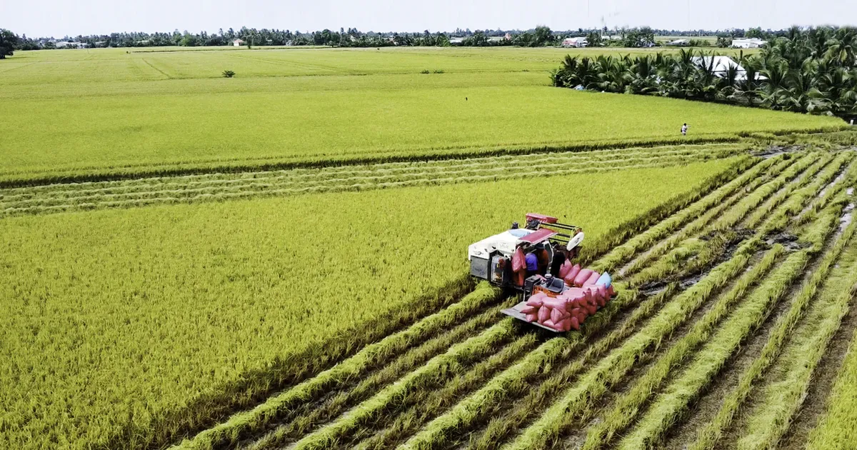 Lúa thấp phát thải phủ kín Đồng bằng Sông Cửu Long: Cú chuyển hướng chiến lược