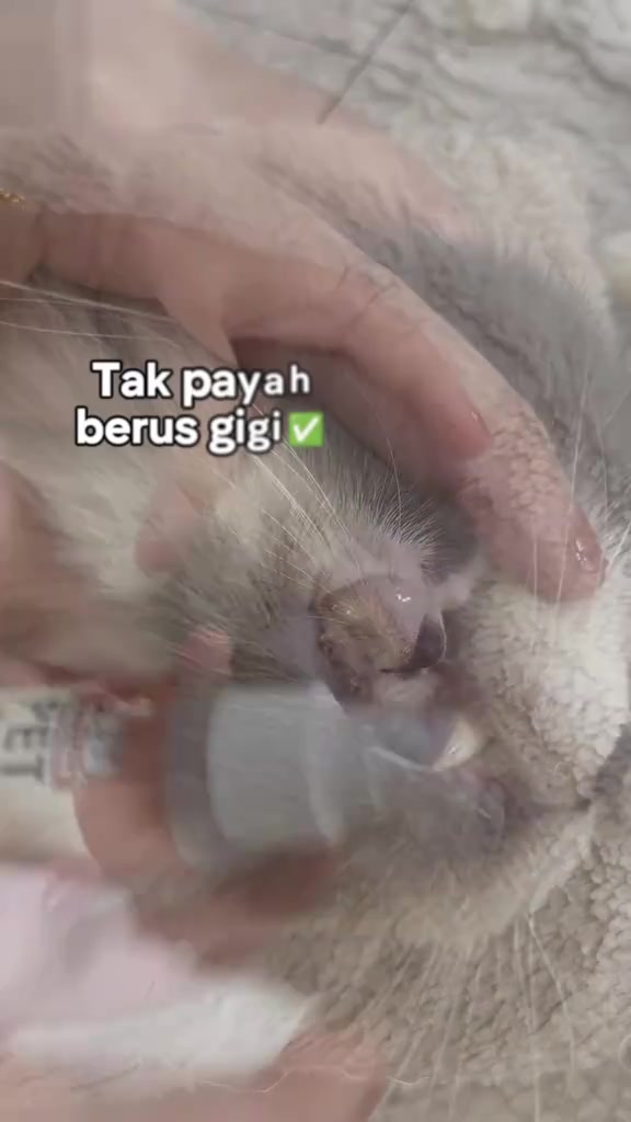 Mulut kucing dibuka dengan jari pemilik, nampak karang gigi perang kekuningan pada pangkal gigi