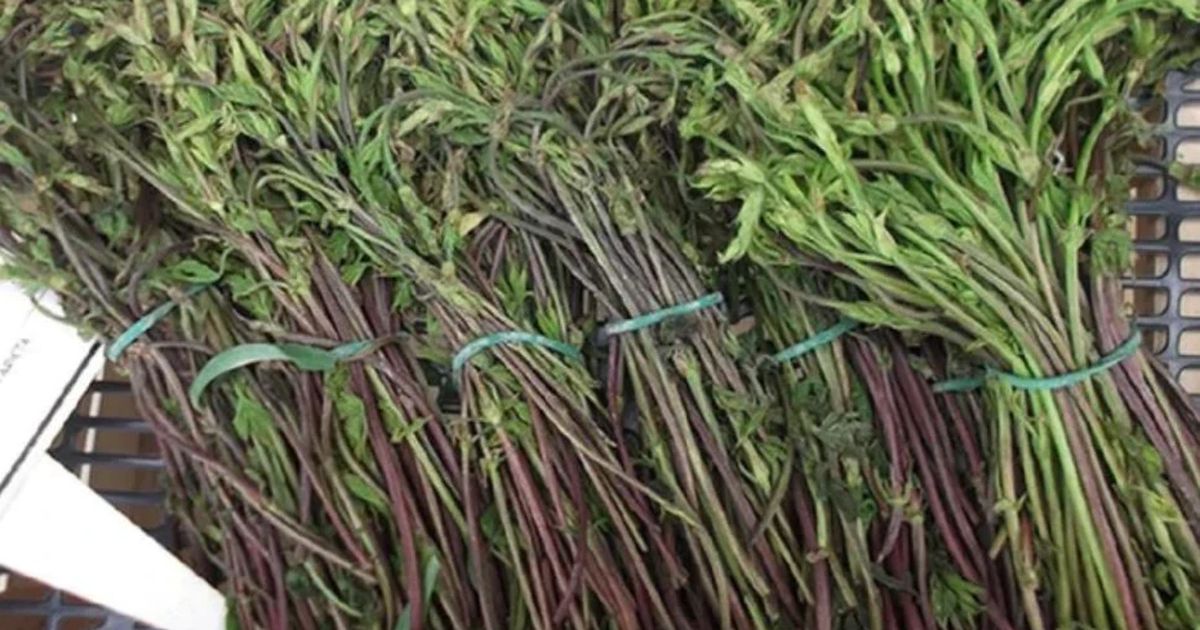 Từ rau dại bỏ đi đến đặc sản cao cấp triệu đô