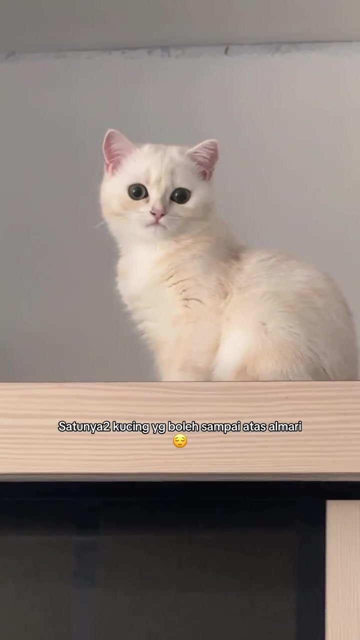 Kucing putih krim duduk atas almari kayu cerah, menoleh ke kamera dari ketinggian