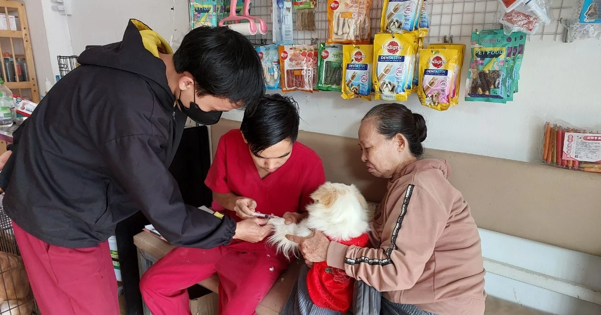 Hướng dẫn tiêm phòng bệnh dại cho chó mèo: Chủ nuôi không được phép lơ là
