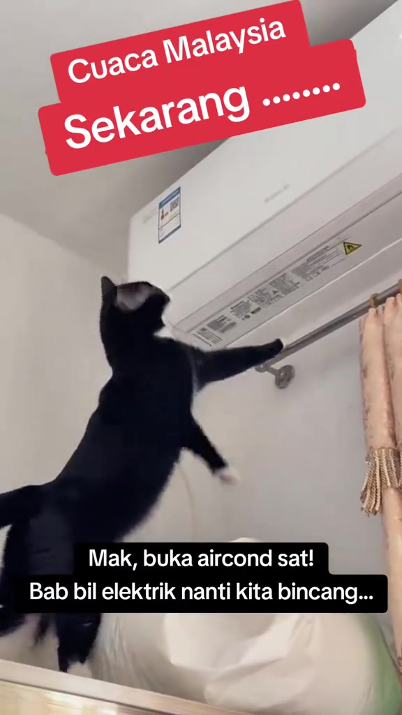 Kucing hitam putih menjangkau ke arah unit penyaman udara di dinding bilik