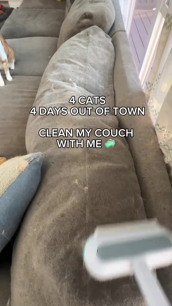 Sofa fabrik kelabu dipenuhi bulu kucing, dengan berus penanggal bulu di tangan dan seekor kucing berdiri di hujung sofa