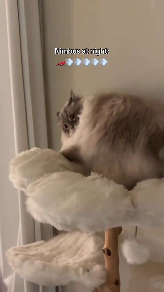 Kucing bulu panjang bertenggek di atas platform cat tree berbalut bulu putih dalam ruang tamu