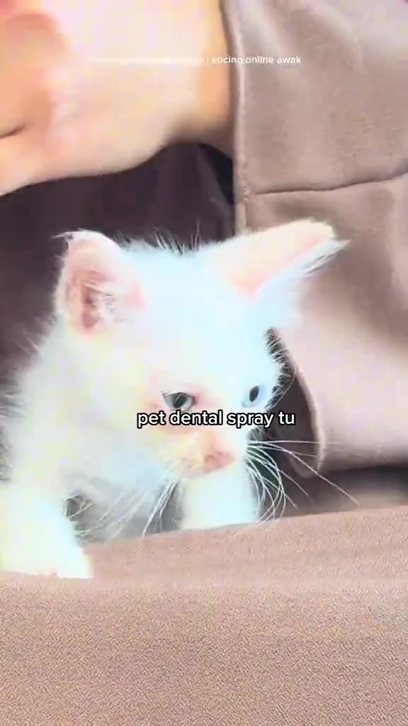 Anak kucing putih duduk atas riba pemilik semasa pemeriksaan mulut