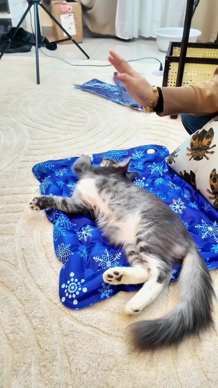 Kucing kelabu putih terbaring menelentang atas cooling mat biru bercorak snowflake
