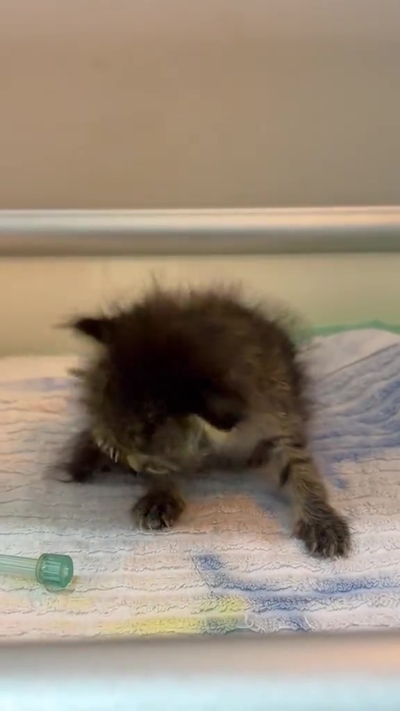Anak kucing kecil yang lemah menundukkan kepala atas tuala putih di meja klinik