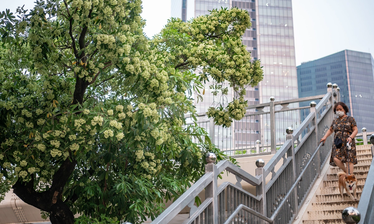 Vì sao mùi hoa sữa gây đau đầu, choáng váng và cách tự bảo vệ