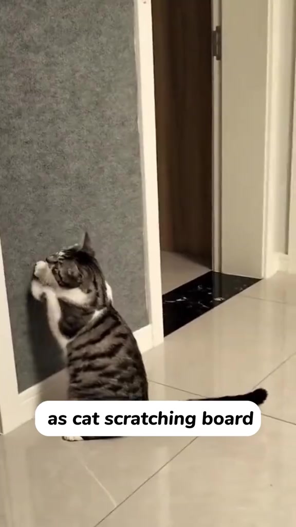 Kucing belang berdiri regang badan sambil mencakar panel menegak berwarna kelabu