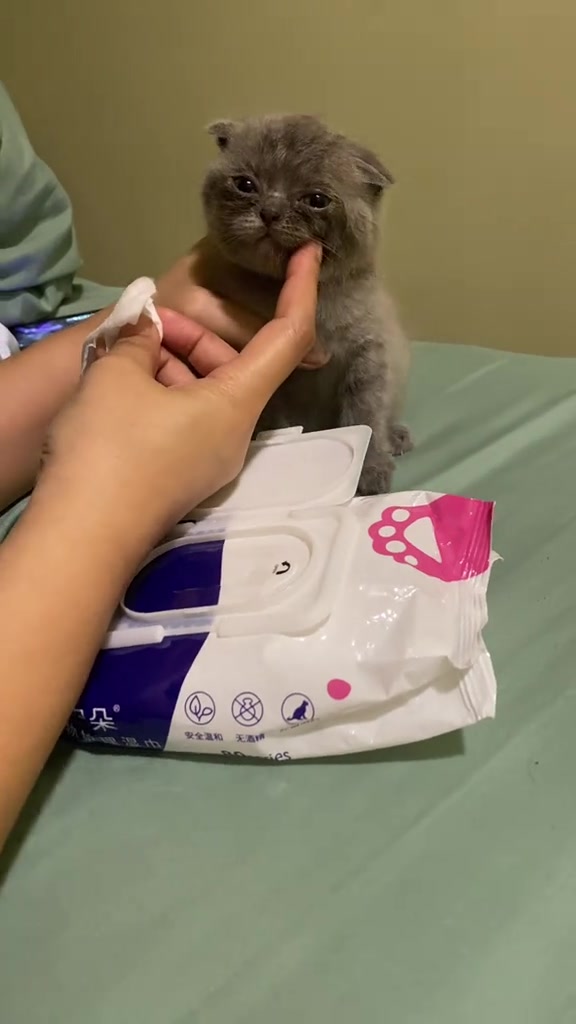 Tangan mengelap dagu anak kucing kelabu dengan kepingan tisu basah kucing, pek tisu terbuka di hadapan