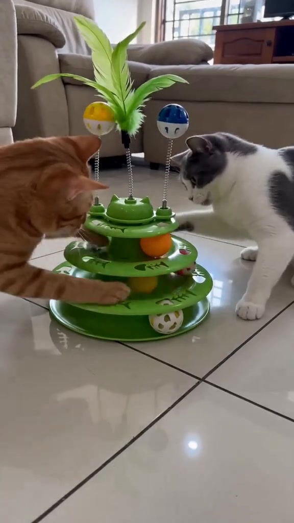 Dua kucing mengelilingi mainan track bola tiga tingkat hijau dengan bulu dan bola spring di ruang tamu