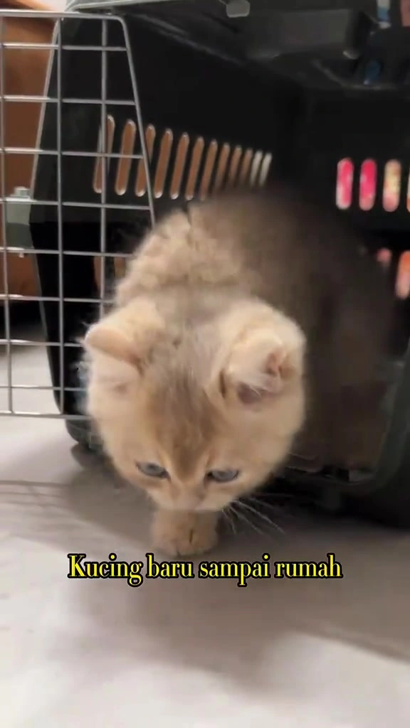 Kucing baru masuk rumah: cara saya perkenalkan dengan kucing lama di apartment KL tanpa gaduh
