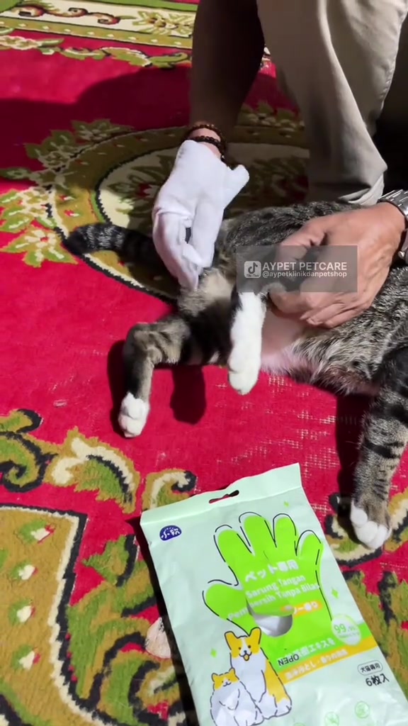 Tangan memakai glove wipes putih mengelap bulu kucing belang di atas permaidani, dengan pek sarung tangan grooming di sebelah