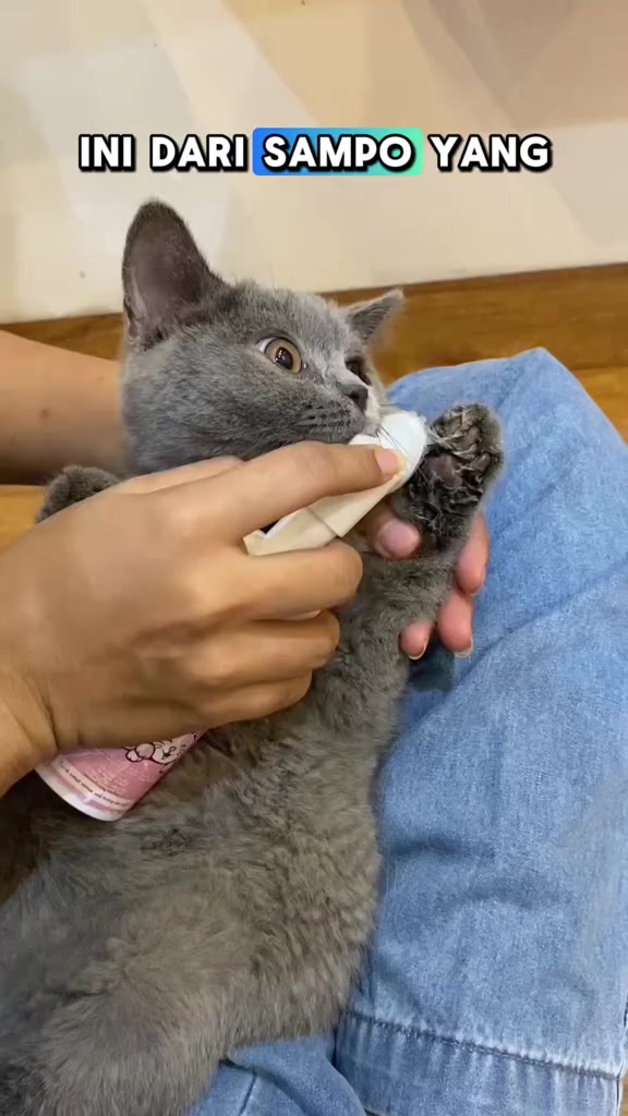 Kepala berus botol dry shampoo disapu pada kaki kucing kelabu yang dipangku pemilik