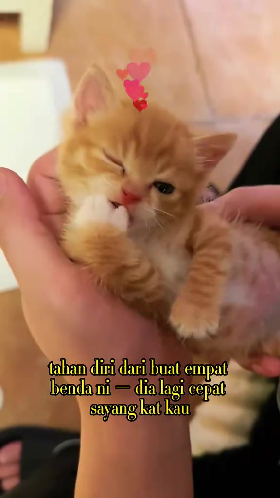 Anak kucing jingga kecil terbaring dalam tapak tangan pemilik dengan mata sebelah tertutup