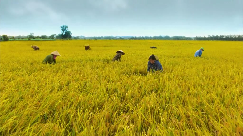 Gạo Của Ta – Phương Mỹ Chi x DTAP: MV lúa nước kể chuyện gì, xem ở đâu và vì sao phủ sóng TikTok tuần này