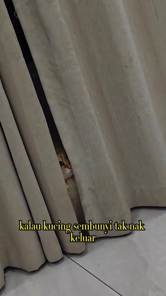 Anak kucing jingga menjenguk dari celah langsir putih, hanya muka dia kelihatan