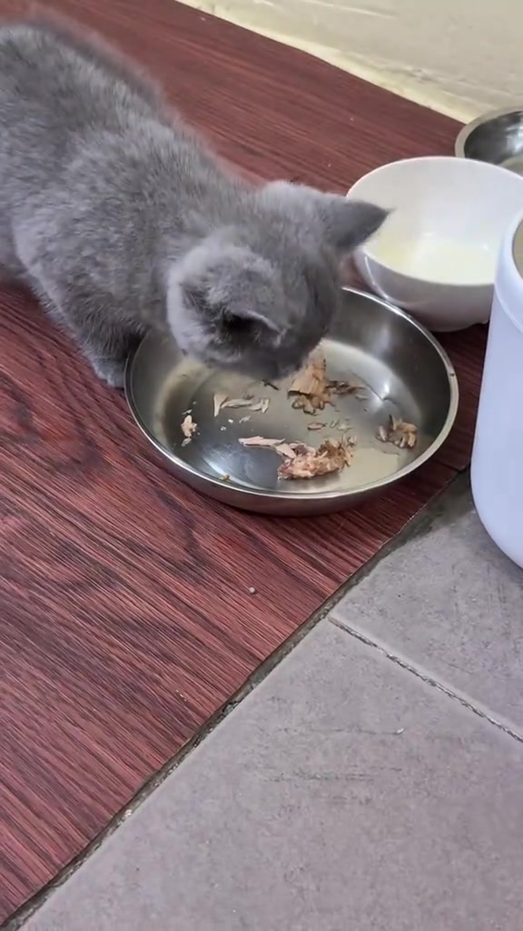 Anak kucing kelabu menjilat sisa wet food dalam mangkuk besi sampai licin