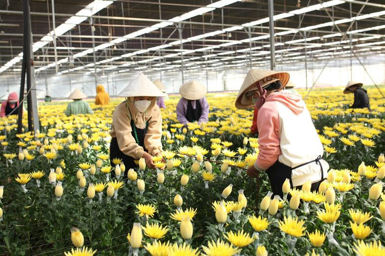 Hoa cúc Việt Nam chinh phục thị trường Nhật Bản