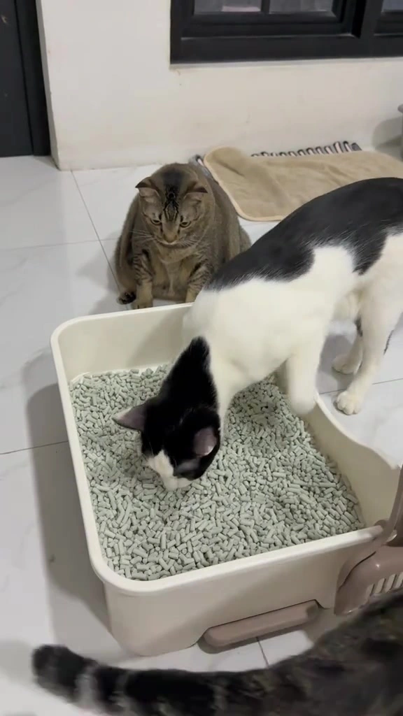 Rumah apartment bau kucing: urutan buang bau yang saya pakai, dari kotak pasir sampai sofa